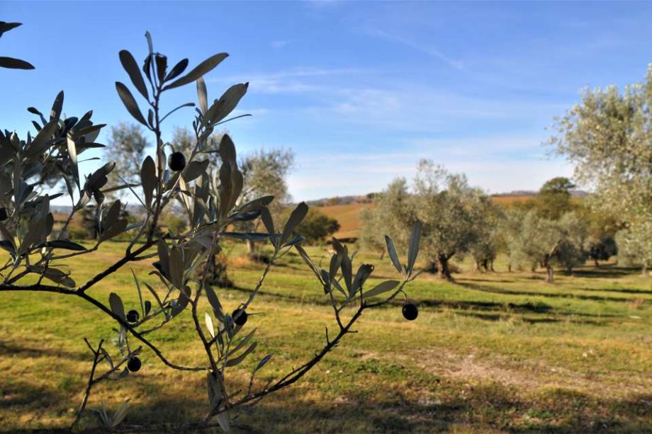 Centro Olistico Il Risveglio - Caratteristiche - Vista