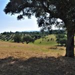 Centro Olistico Il Risveglio - Eventi